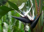 Strelitzia nicolai (White Bird of Paradise)